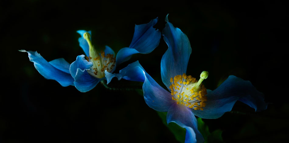 http://guestcurator.com/wp-content/uploads/2013/05/img8.jpg